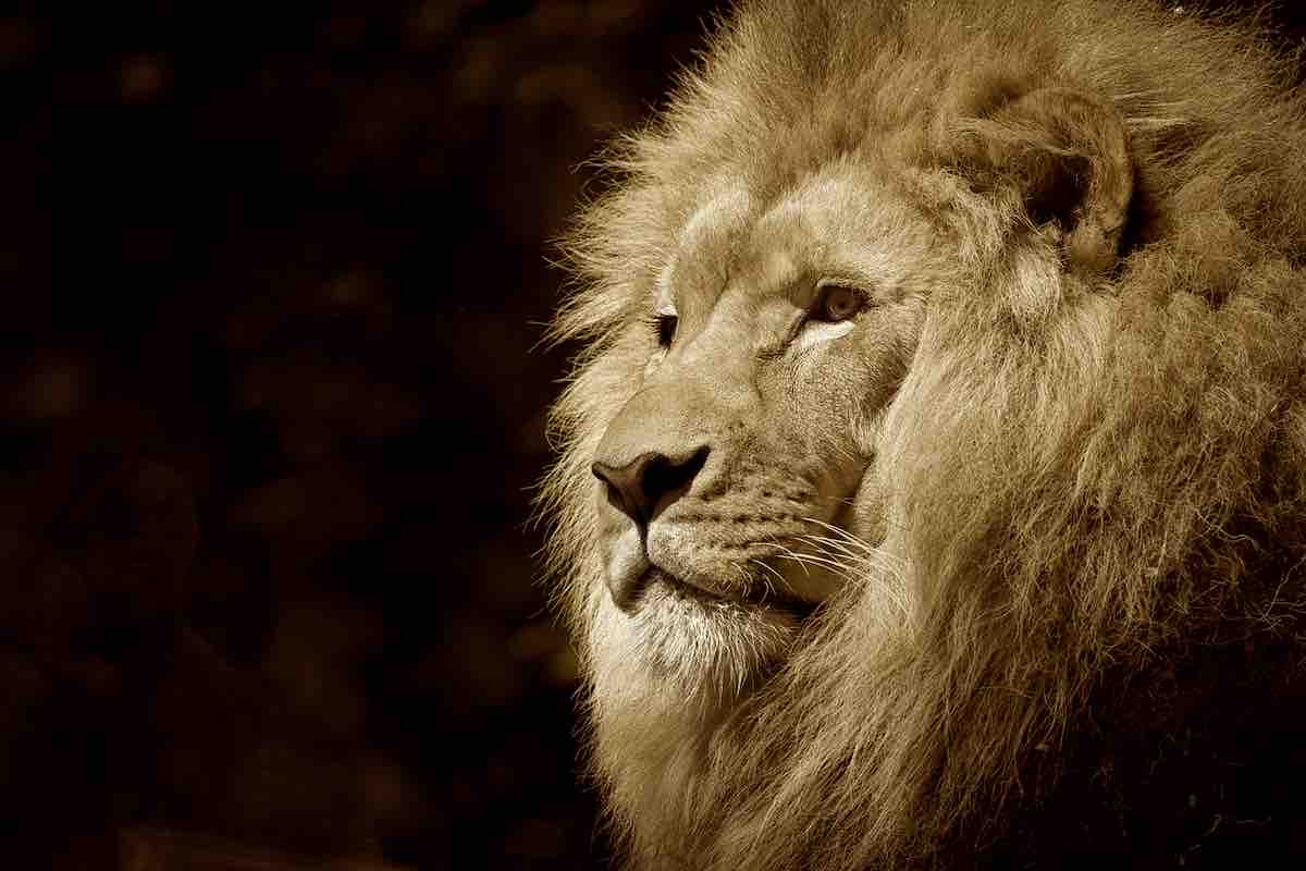Legende Du Mali Comment Le Lion Devint Roi